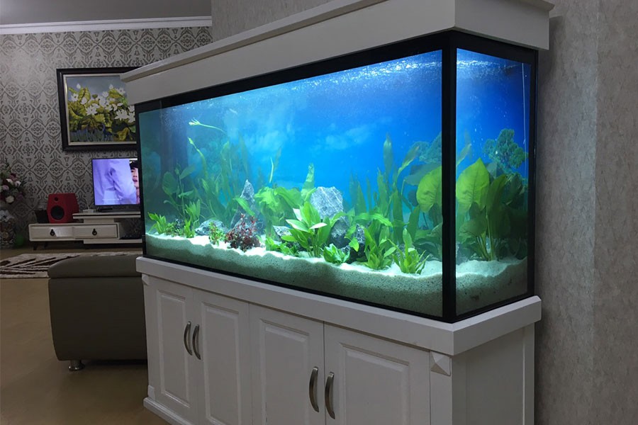 Be Ca Trung Bay Trong Phong