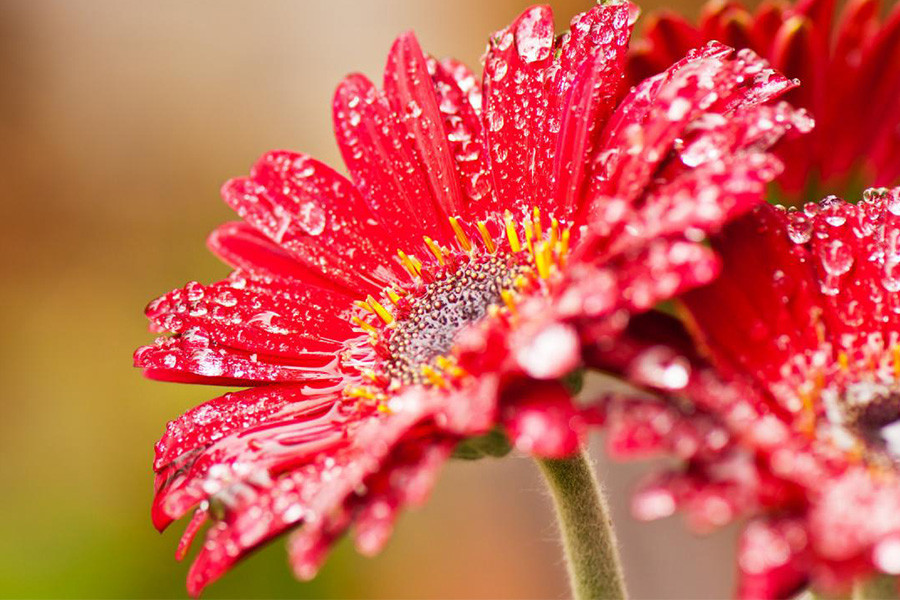 Cat Than Va Hung Sat