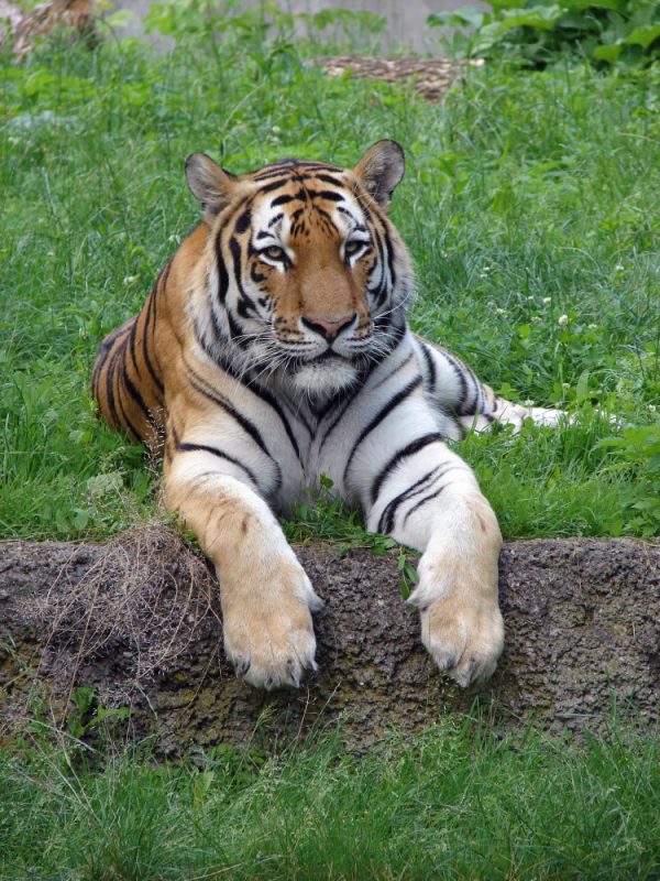 Panthera Tigris Altaica In Lodz Zoo 2